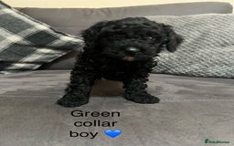 Miniature Poodle dogs for sale: 3 miniature poodles remaining  - Image 4