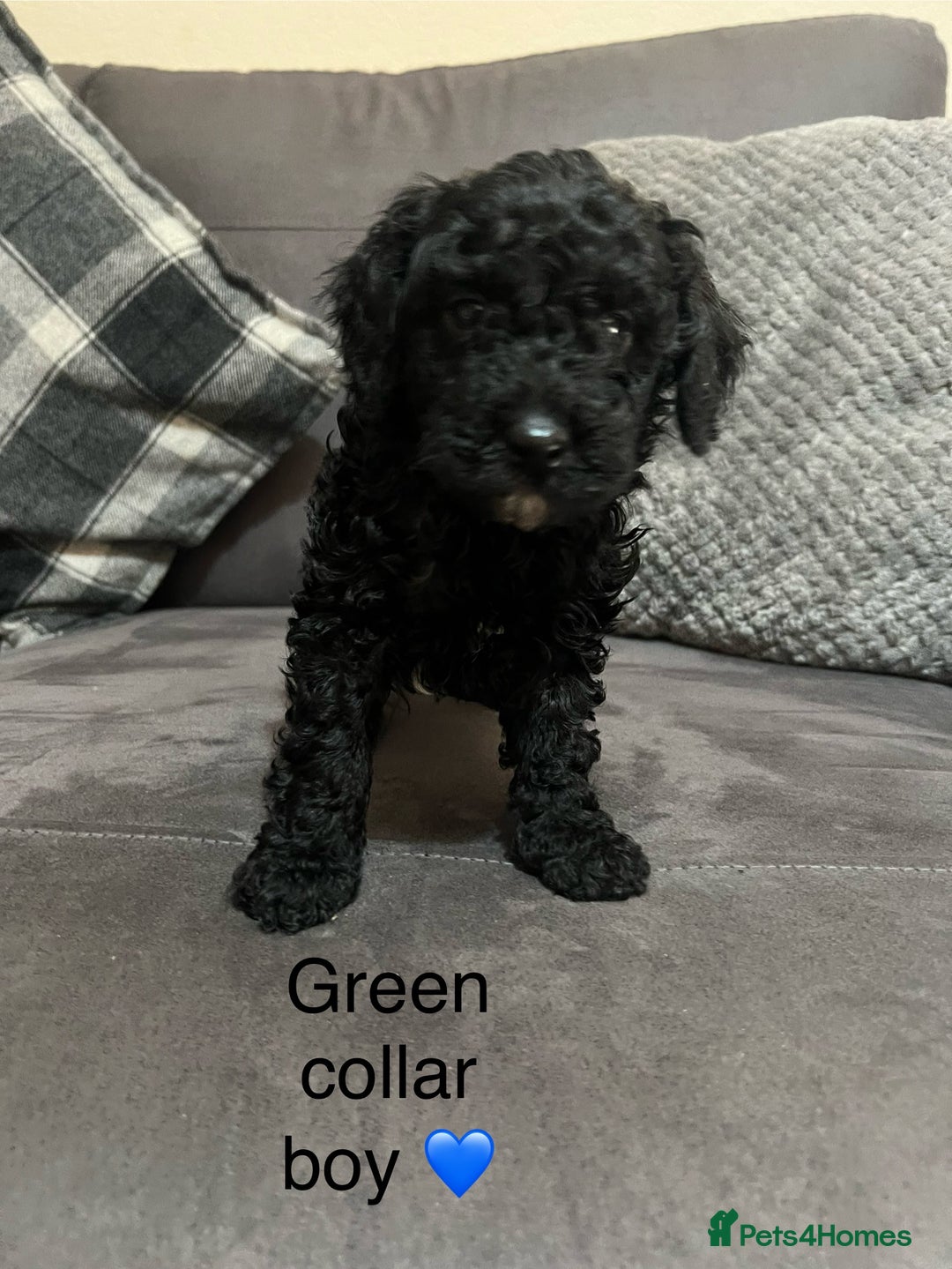 Miniature Poodle dogs for sale: 3 miniature poodles remaining  - Image 4