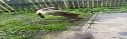 Mixed Breed dogs for sale: My Dog Hennessy  in Wembley - Advert 3