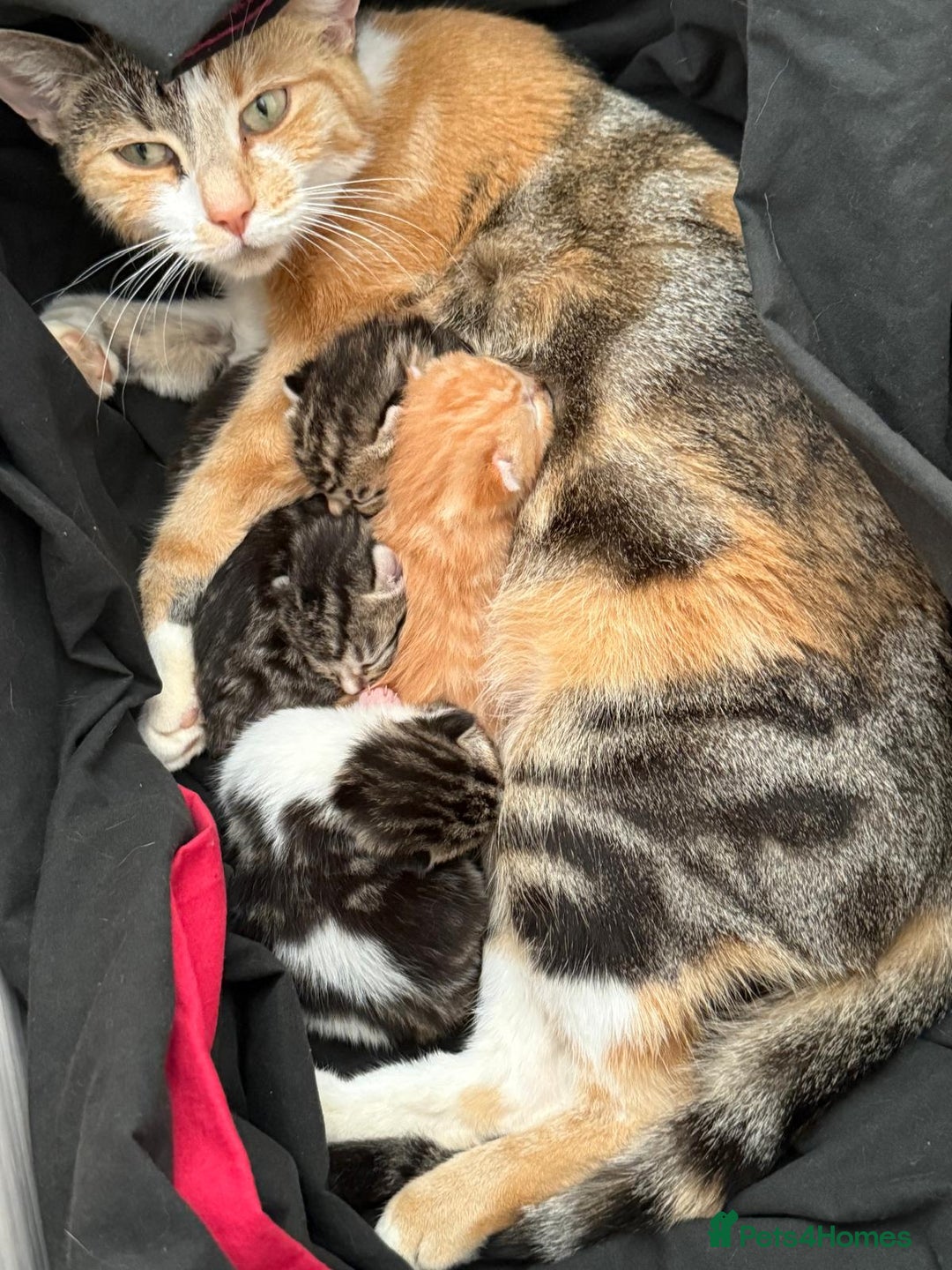 Mixed Breed cats for sale: 4 kittens - Advert 1