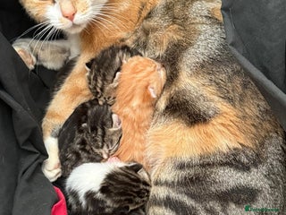 Mixed Breed cats 4 kittens - Advert 1