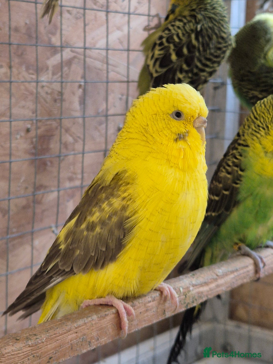 Budgerigars birds for sale: Rare mutation in u.k - Image 3