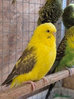 Budgerigars birds - Advert 7