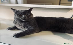 British Shorthair cats for sale: Pure British short hair  - Image 6