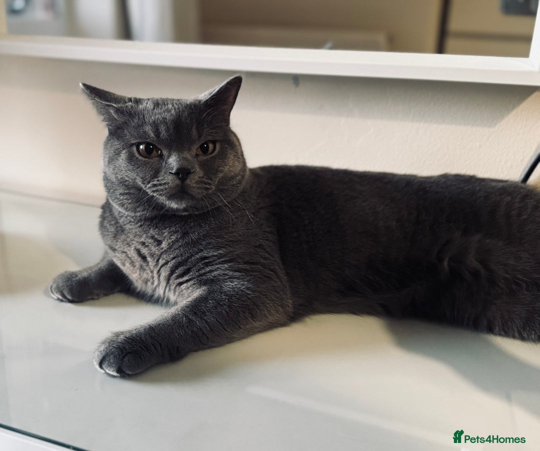 British Shorthair cats for sale: Pure British short hair  - Image 6