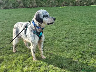 English Setter dogs BLUE! - Advert 8