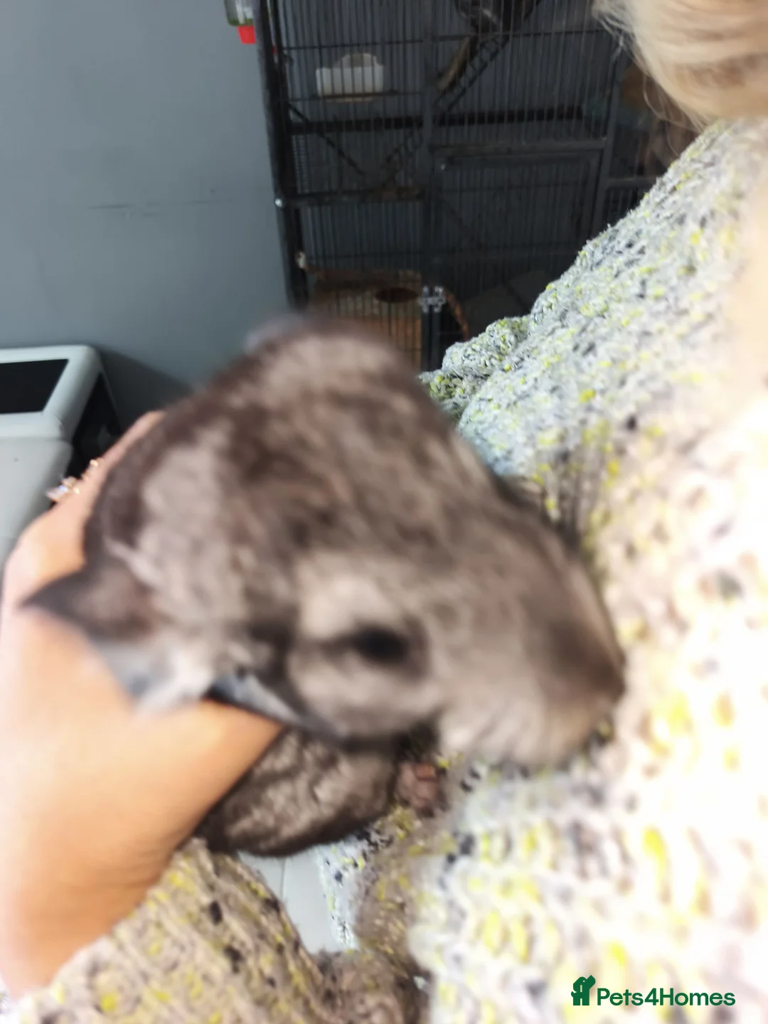 Chinchilla rodents for sale: Baby Grey Chinchilla - 1 male 1 female - Advert 9