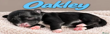 Oakley