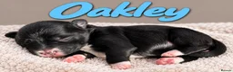 Miniature Schnauzer dogs for sale: 🐾 KC Registered Miniature Schnauzer Puppies - Advert 3