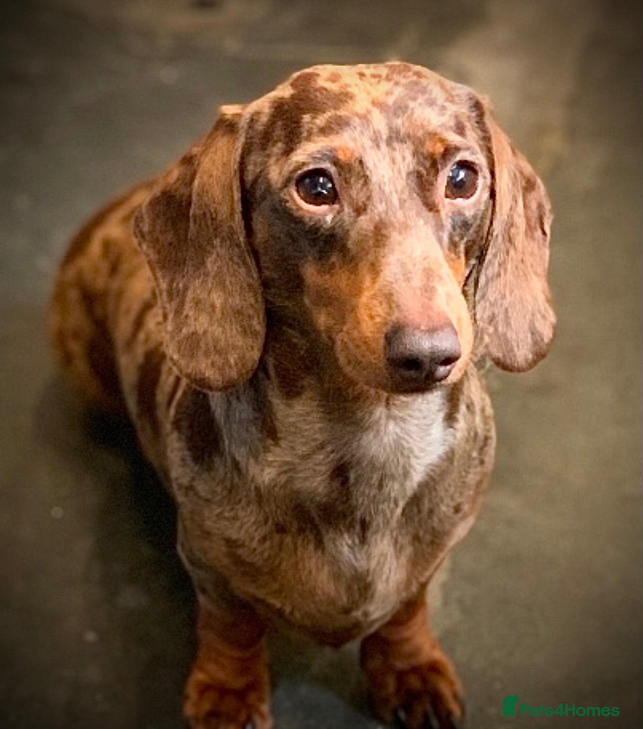 Miniature Dachshund dogs KC pra clear 4.5 kg chocolate dapple stud in Corwen - Advert 8