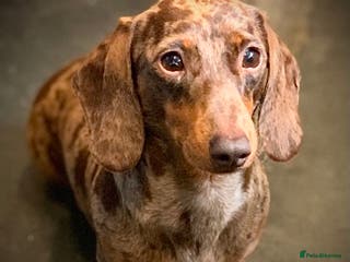 Miniature Dachshund dogs KC pra clear 4.5 kg chocolate dapple stud in Corwen - Advert 16