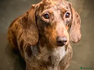 Miniature Dachshund dogs KC pra clear 4.5 kg chocolate dapple stud in Corwen - Advert 19