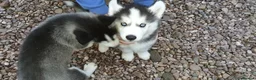 Siberian Husky dogs for stud: Siberian Husky - produces large litters in Cheltenham - Advert 6