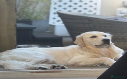 Golden Retriever dogs for sale: KC English Cream Golden Retriver puppy’s  in Sleaford - Image 7