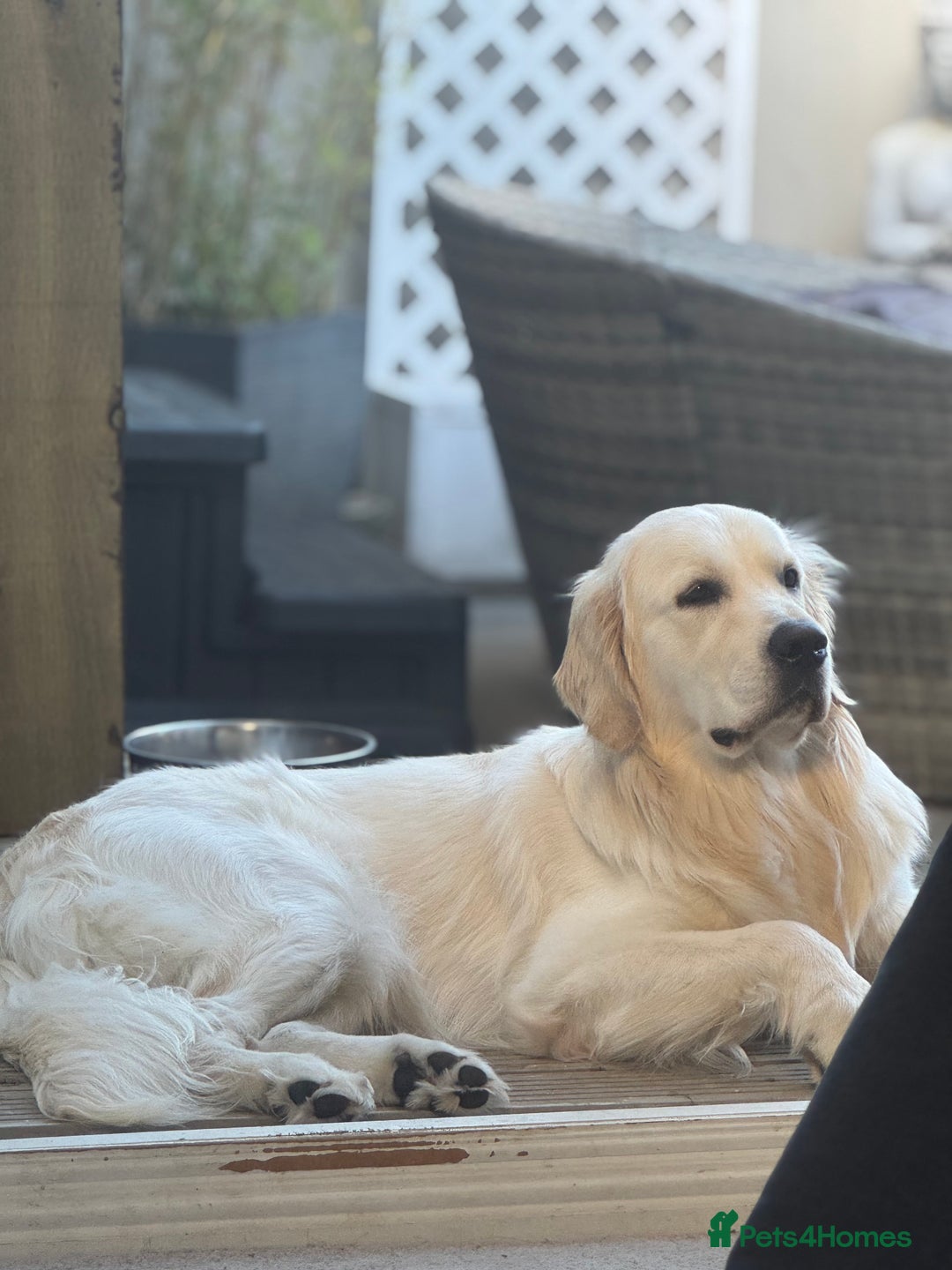 Golden Retriever dogs for sale: KC English Cream Golden Retriver puppy’s  in Sleaford - Image 7