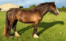 Other Breed horses for sale: 2 year old black cob filly to make approx 14.1/2hh - Image 3