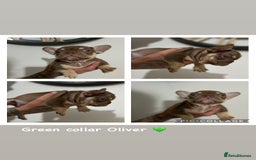 French Bulldog dogs for sale: Outstanding Frenchie’s!! Ready to go in 1 week - Image 12