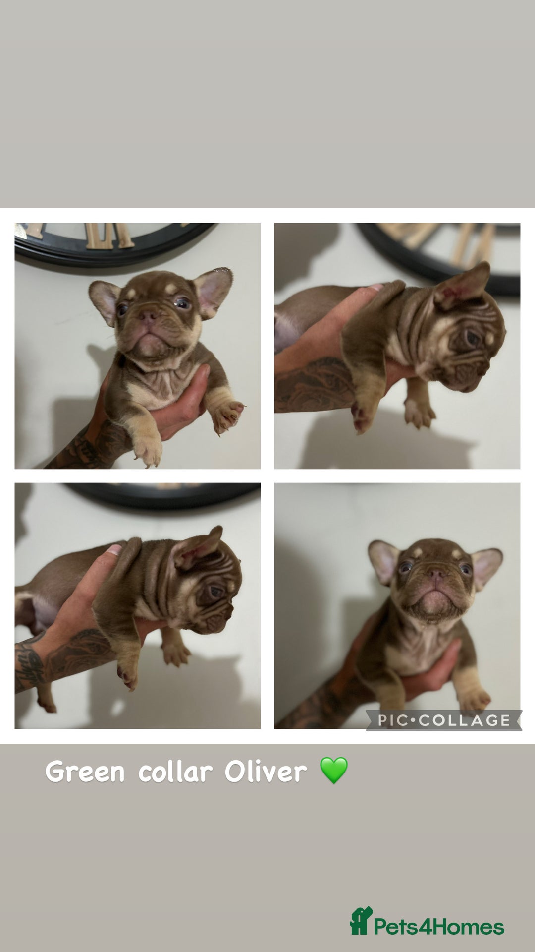 French Bulldog dogs for sale: Outstanding Frenchie’s!! Ready to go in 1 week - Image 12