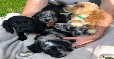 Cocker Spaniel dogs - Advert 2