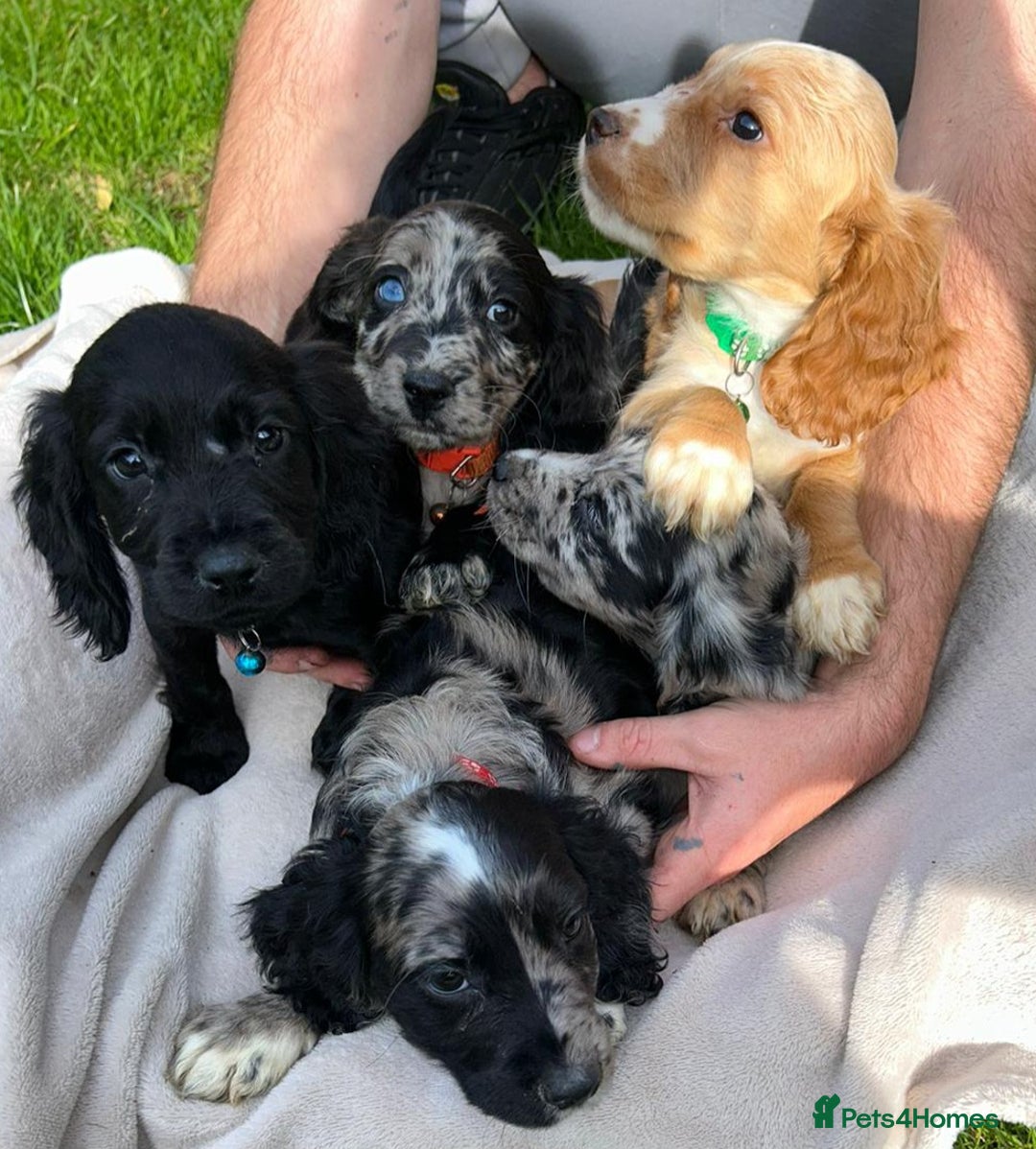 Cocker Spaniel dogs for sale: 3 beautiful working cocker spaniel puppies  - Image 2