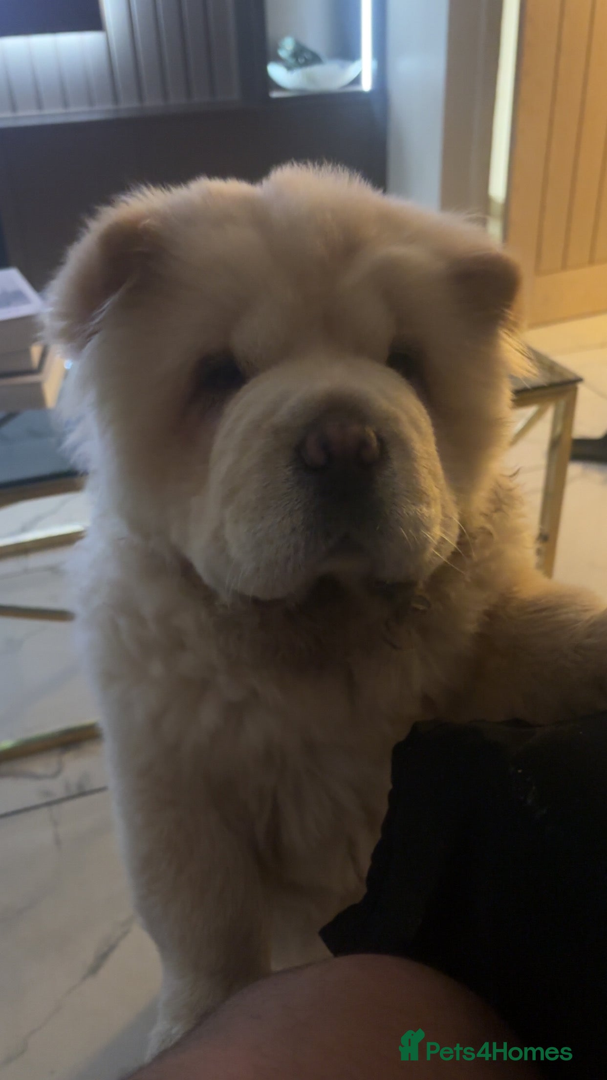 Chow Chow dogs Teddy The Chow  - Advert 1