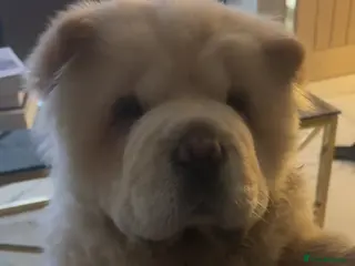 Chow Chow dogs Teddy The Chow - Advert 1