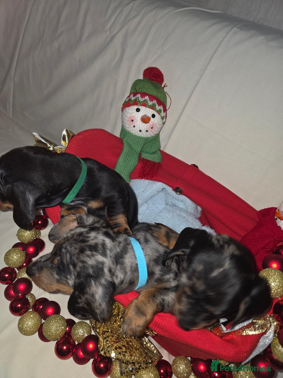 Miniature Dachshund dogs for sale: Miniature dachshund  - Advert 12