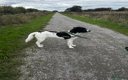 Mixed Breed dogs for sale: Large Female dog - Image 9