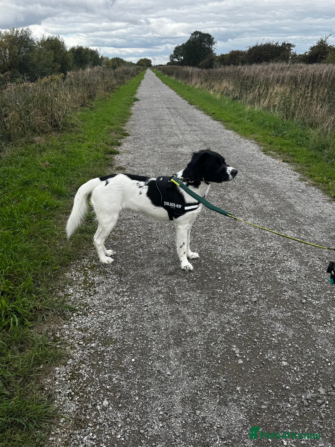 Mixed Breed dogs for sale: Large Female dog - Image 9