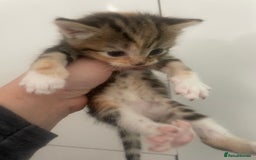 Mixed Breed cats for sale: Kittens - Image 6