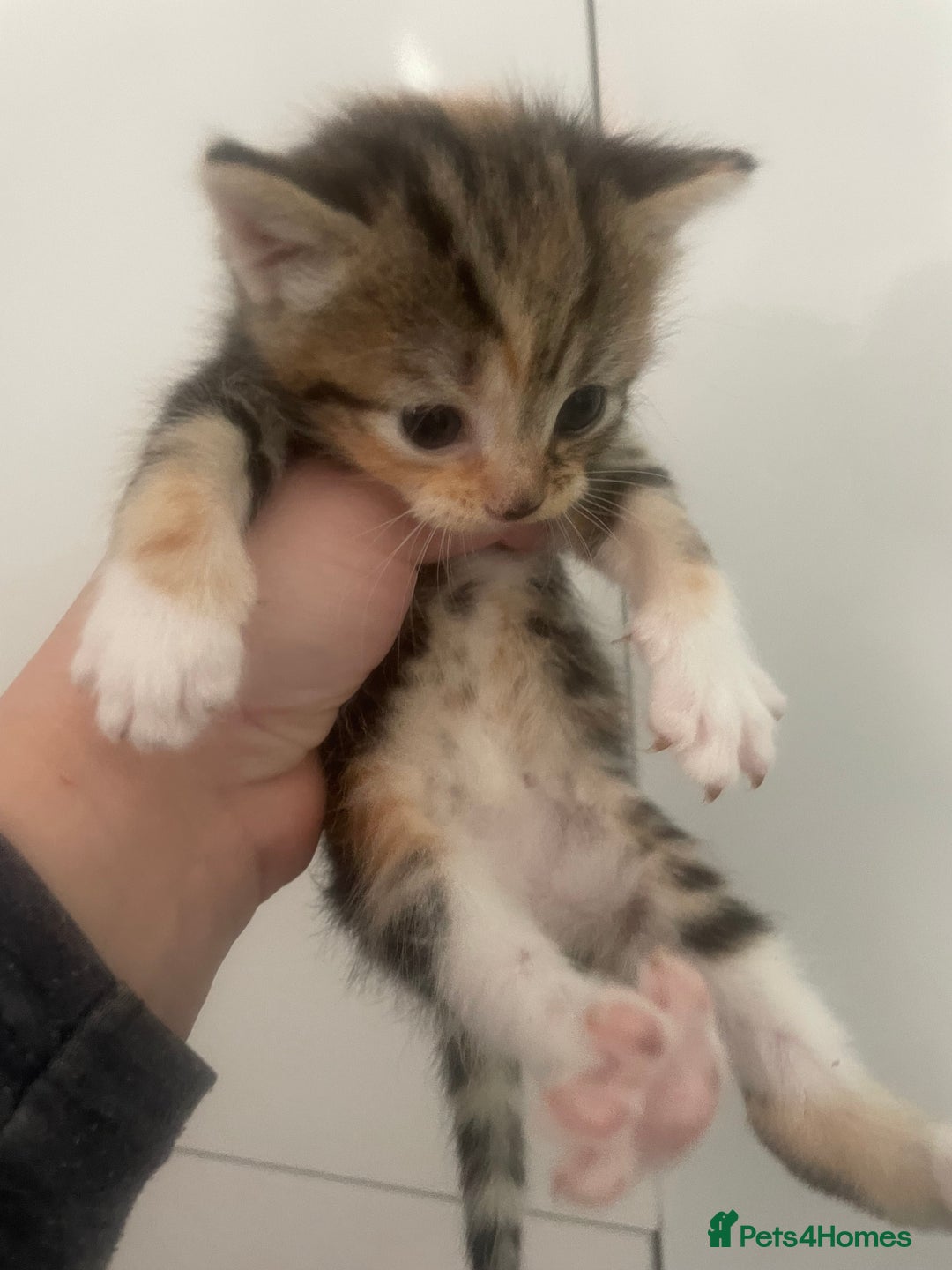 Mixed Breed cats for sale: Kittens - Image 6