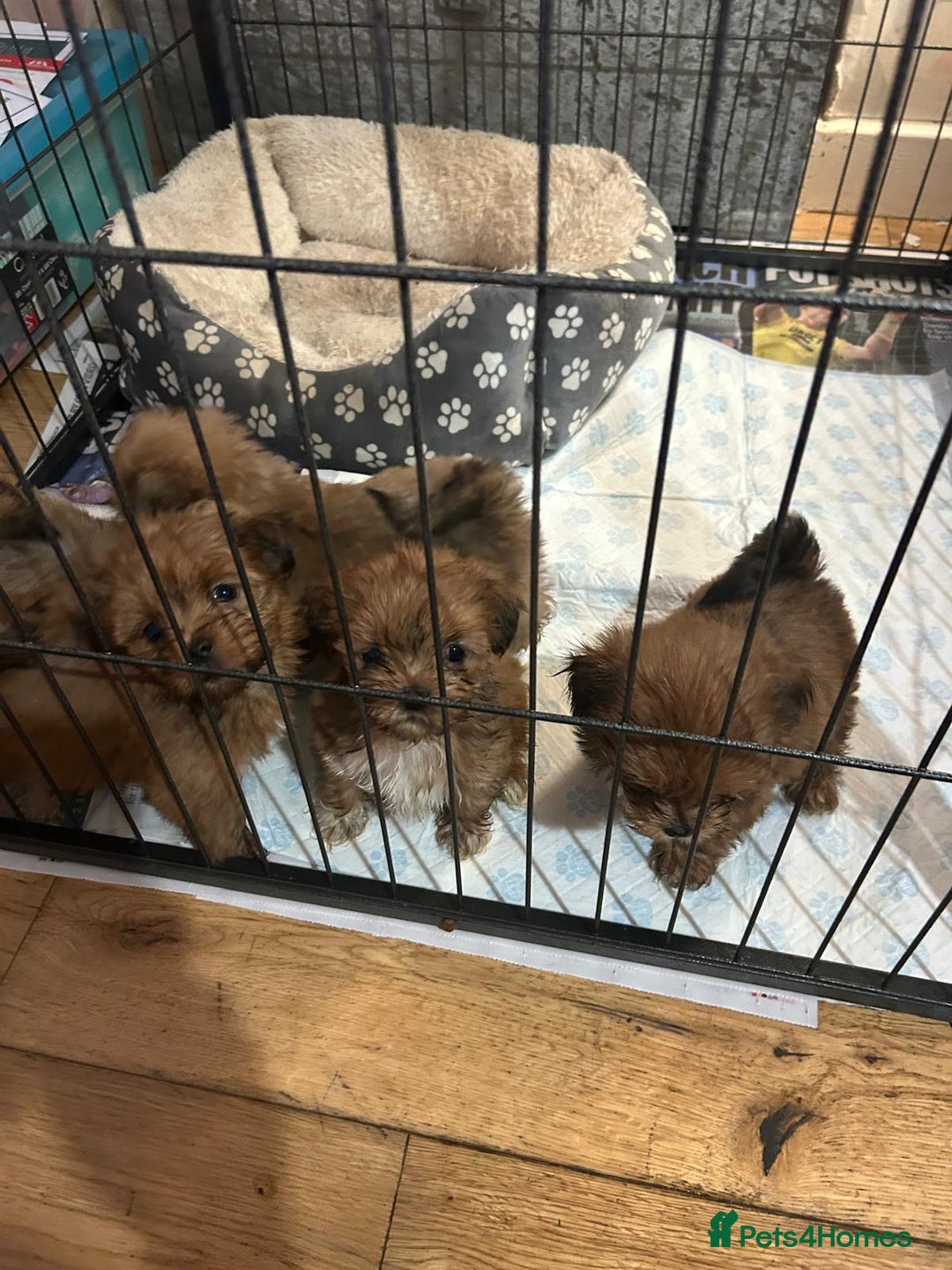 Lhasa Apso dogs for sale: Red and tan Lhasa apso puppies  - Image 9