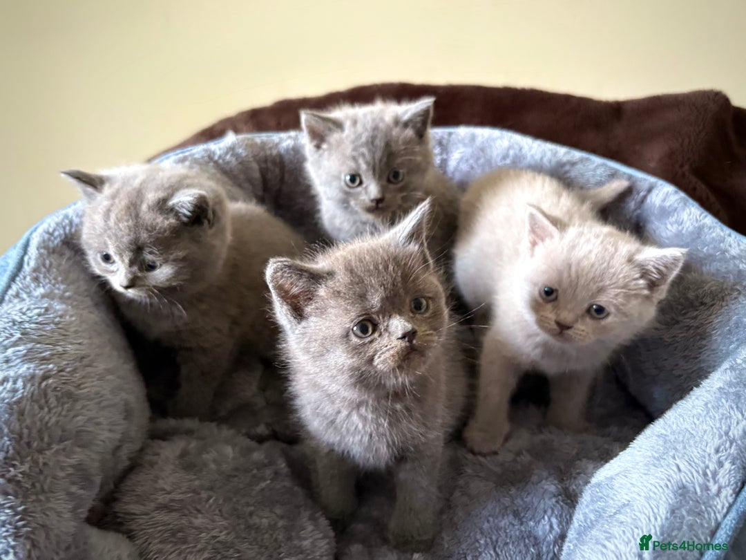 British Shorthair Cats Domestic Shorthair For Sale Transparent