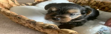 Yorkshire Terrier 2