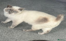 British Shorthair cats for sale: Tailless spayed female  - Image 3