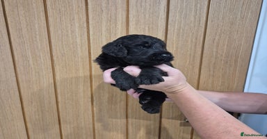 Bernedoodle dogs F1 Bernedoodle - Advert 2