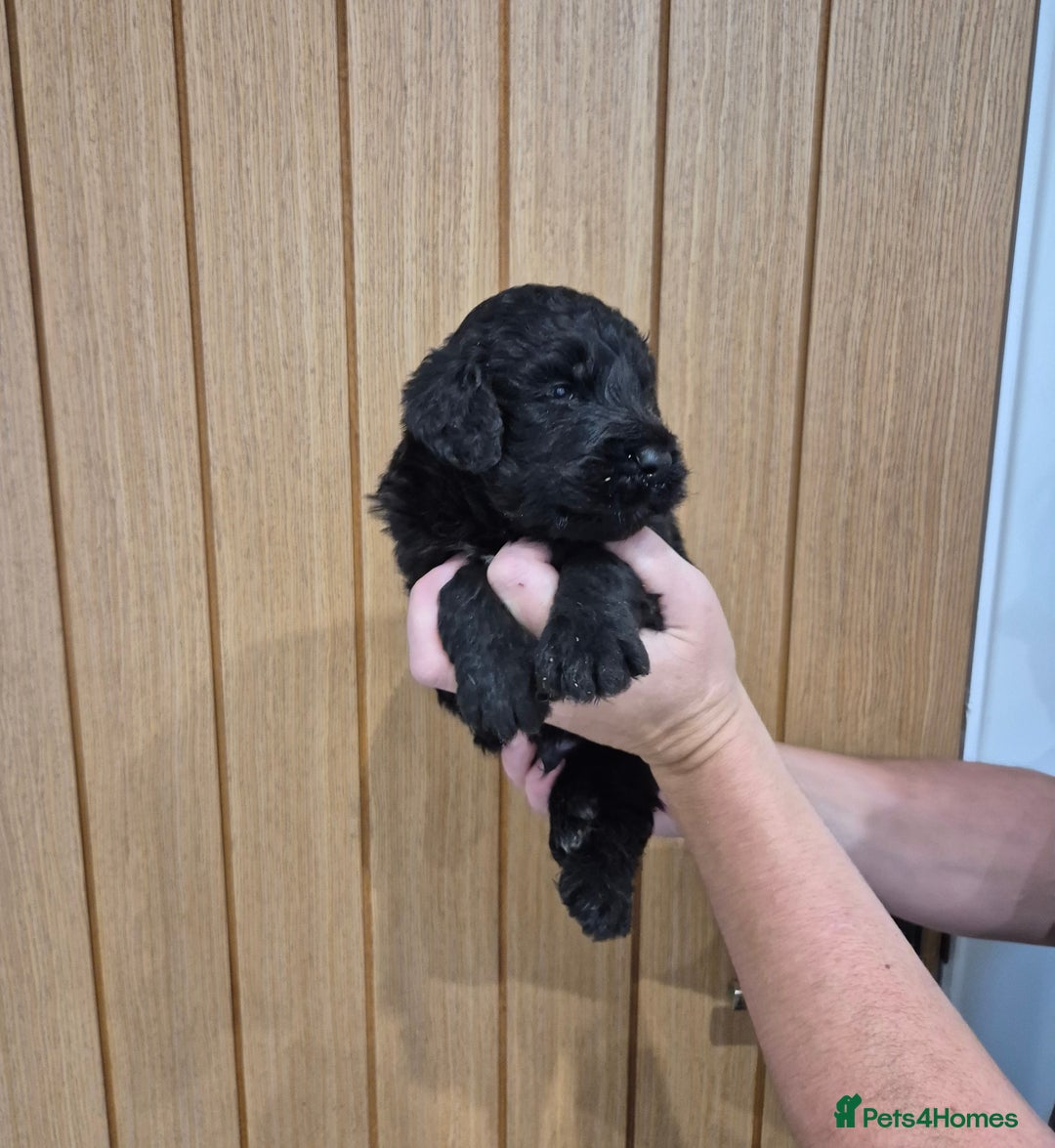 Bernedoodle dogs for sale: F1 Bernedoodle - Image 3