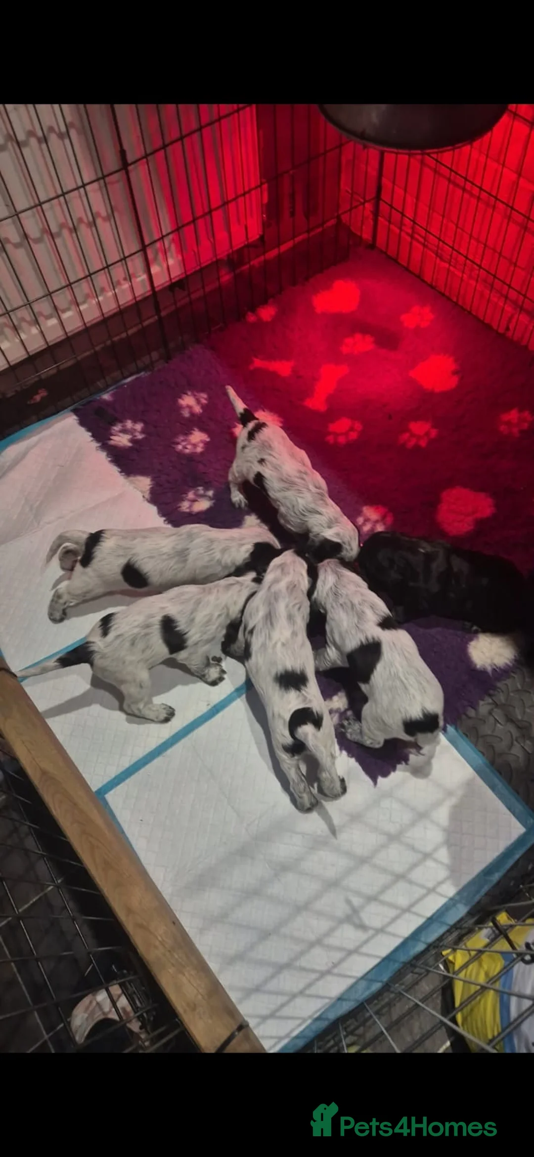 English Springer Spaniel dogs for sale: 6 gorgeous spaniel puppies for sale  - Advert 2