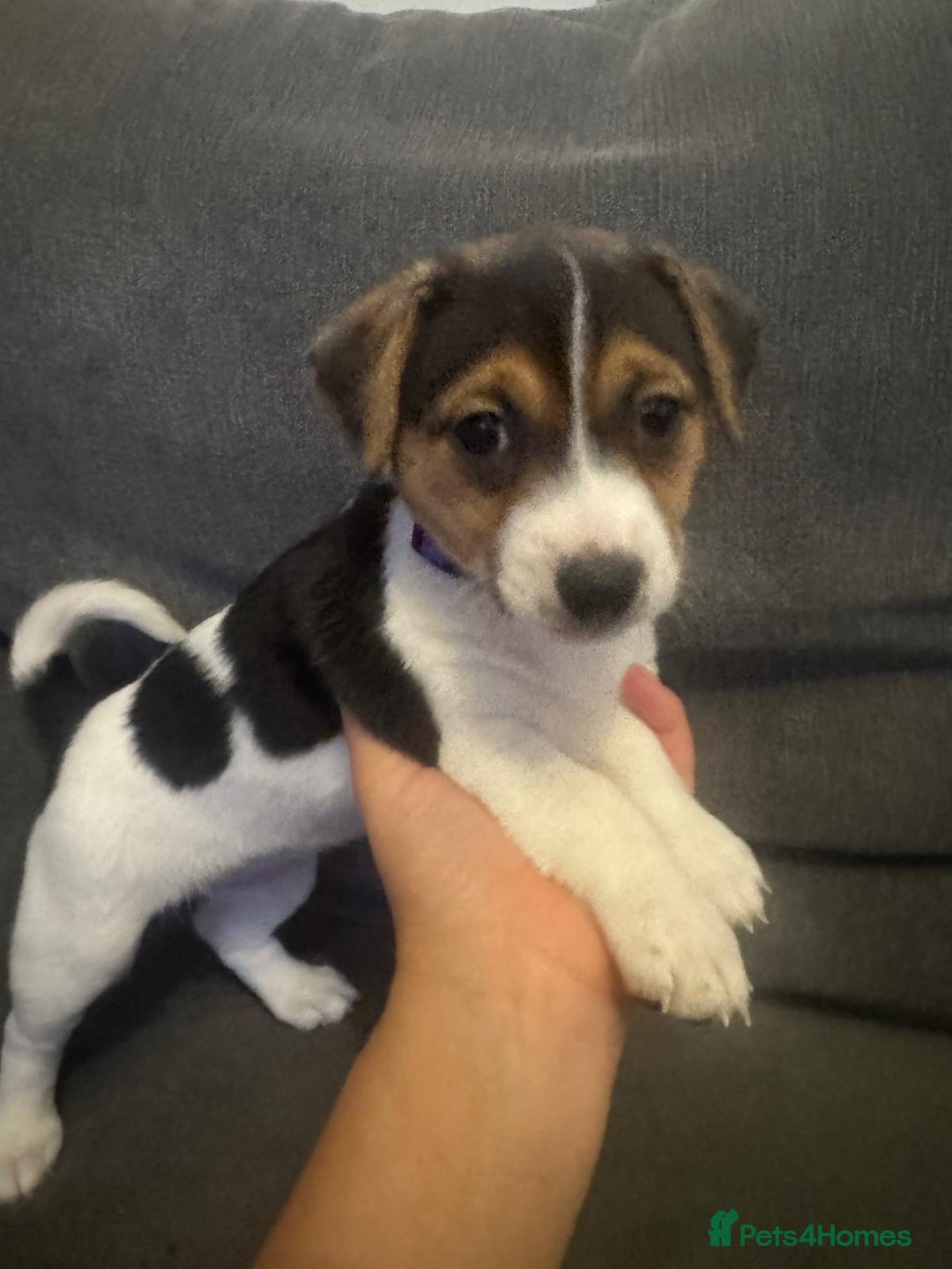 Jack Russell dogs for sale: Jack Russell litter of 7 - Advert 11