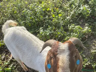 Goats livestock Traditional Boer Buck - Advert 17