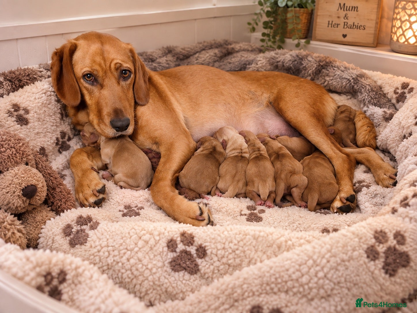 Cockerdor dogs FOX RED COCKERDOR PUPS - Advert 7