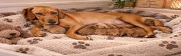 Cockerdor dogs for sale: FOX RED COCKERDOR PUPS - Advert 1