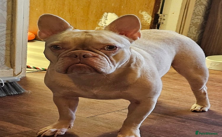 French Bulldog dogs - Advert 7