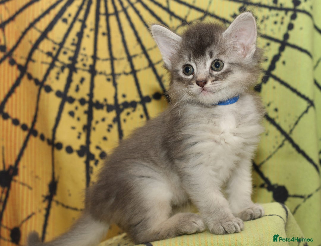 Somali cats for sale: Blue silver female Somali - Advert 14