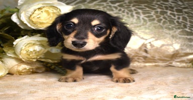 Miniature Dachshund dogs - Advert 4