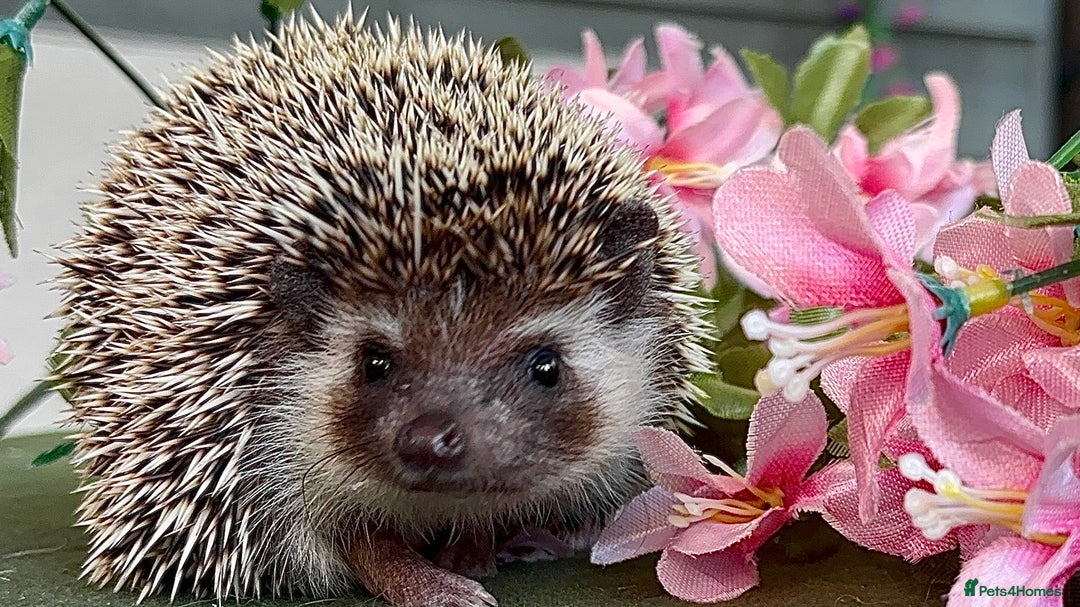 Pygmy Hedgehog rodents for sale: African Pygmy Hedgehog Ethically bred Girl 2 Boys  - Image 6