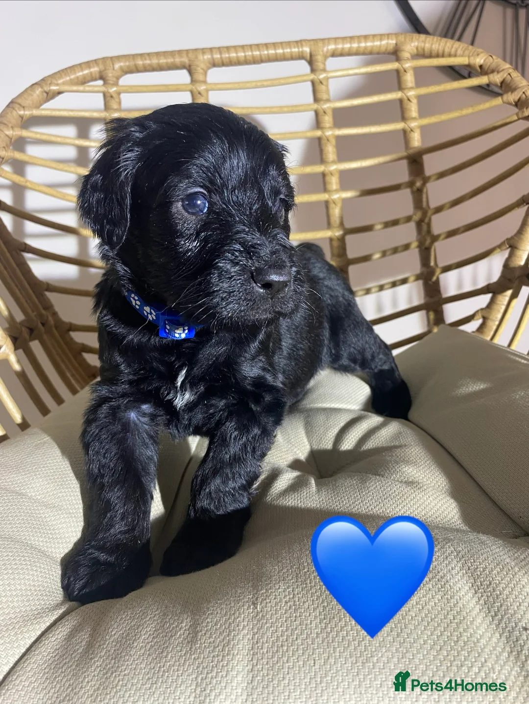 Goldendoodle dogs for sale: F1 Goldendoodles 🖤💛 - Advert 33