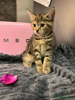 Mixed Breed cats Kittens - Advert 11