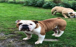 English Bulldog dogs for stud: KC HEALTH TESTED BULLDOG in Ashford - Image 1