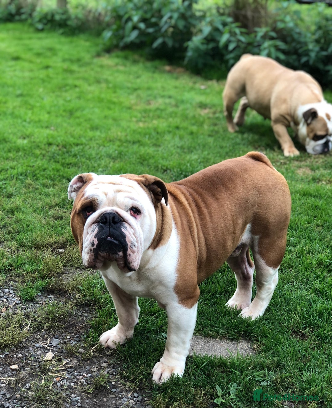 English Bulldog dogs for stud: KC HEALTH TESTED BULLDOG in Ashford - Image 1